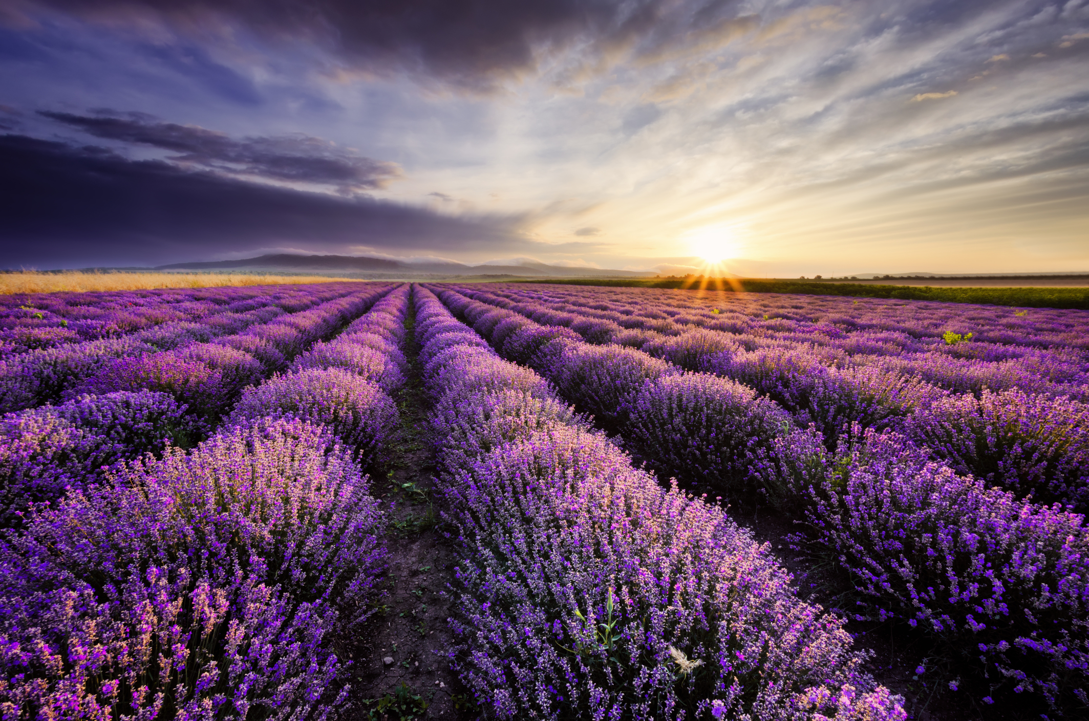 lavanda orrizinte 2